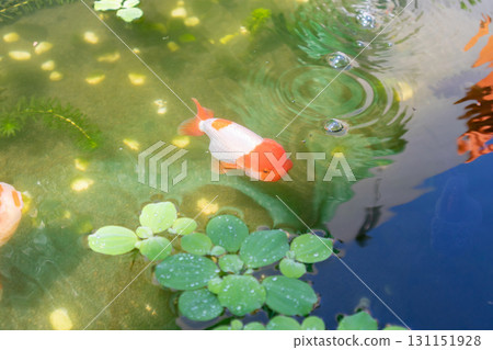 Goldfish in aquarium fish pond close up Goldfish in aquarium fish pond close up 131151928
