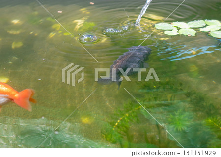 Goldfish in aquarium fish pond close up Goldfish in aquarium fish pond close up 131151929