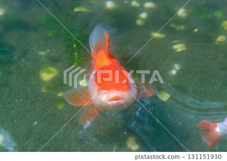 Goldfish in aquarium fish pond close up Goldfish in aquarium fish pond close up 131151930