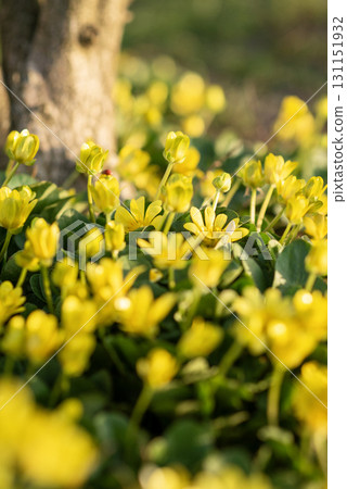 yellow flowers with green leaves of the Kalta variety yellow flowers with green leaves of the Kalta variety 131151932