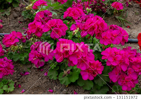 A close up of a flower pot A close up of a flower pot 131151972