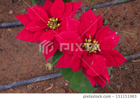 close up of red flowers nearby that are grown in a garden 131151983