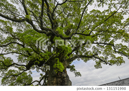 河子樟樹－長壽且自然美麗的聖樹 131151998