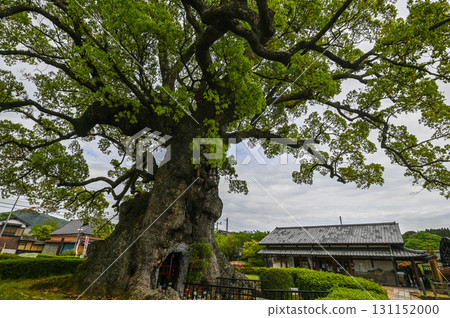 Kawako Camphor Trees - A Sacred Tree of Longevity and Natural Beauty Kawako Camphor Trees - A Sacred Tree of Longevity and Natural Beauty 131152000