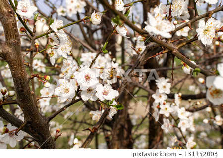 A close up of a tree branch 131152003