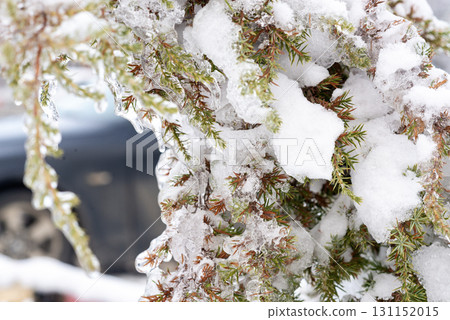 A tree covered in snow A tree covered in snow 131152015