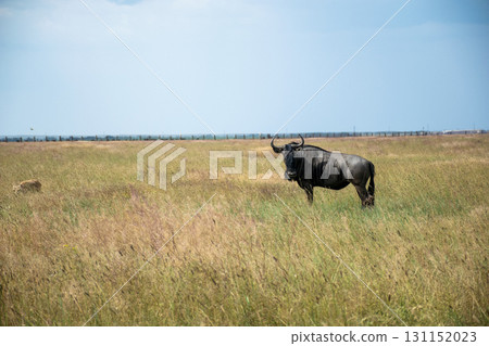 blue wildebeest standing in an open field among grass 131152023