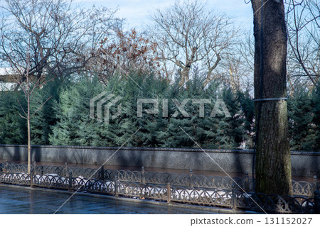 fence along the path in the city park, evergreen cypress trees grow in a row nearby 131152027