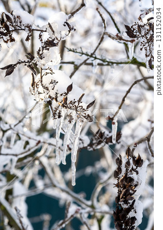 tree branches covered with snow in winter tree branches covered with snow in winter 131152034