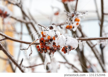 Red rowan berries covered with snow and frost in winter. Red rowan berries covered with snow and frost in winter. 131152046