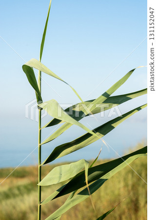 green stem of reed with leaves. reed grows against the backdrop of the sea green stem of reed with leaves. reed grows against the backdrop of the sea 131152047