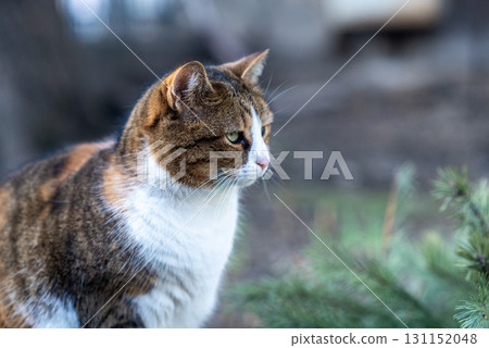 A tricolor cat is sitting on the ground. 131152048