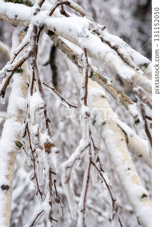 A tree covered in snow A tree covered in snow 131152050