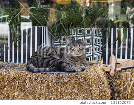 close-up of a tabby gray and white cat 131152075
