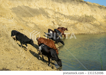 A herd of cows came to drink at a lake among the hills 131152096