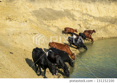 A herd of cows came to drink at a lake among the hills A herd of cows came to drink at a lake among the hills 131152100
