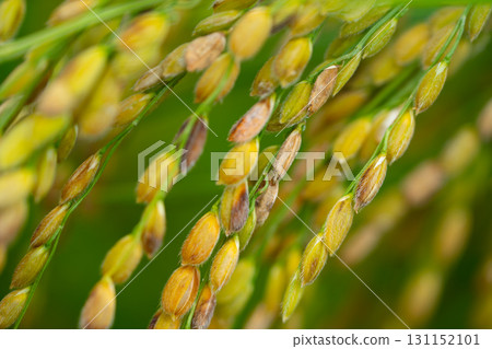 Golden yellow rice ear of rice growing in a field of Korea. Close up of rice Golden yellow rice ear of rice growing in a field of Korea. Close up of rice 131152101