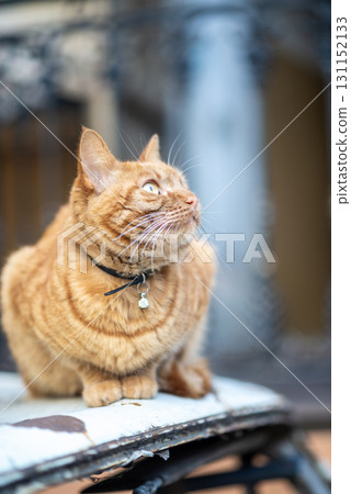 red stripered tabby cat with ribbon and decoration on neck. red stripered tabby cat with ribbon and decoration on neck. 131152133