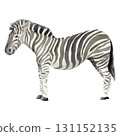 Hand-drawn watercolor zebra. No background. Safari park. Wall decal. Encyclopedia. 131152135
