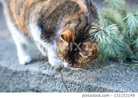 A tricolor cat is sitting on the ground. A tricolor cat is sitting on the ground. 131152149
