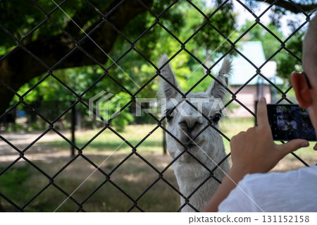 A child takes a photo of a llama at a zoo on his phone A child takes a photo of a llama at a zoo on his phone 131152158