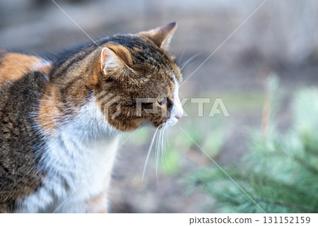 A tricolor cat is sitting on the ground. A tricolor cat is sitting on the ground. 131152159