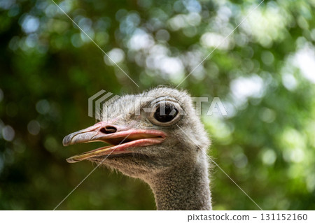ostrich head close-up against green background, in park ostrich head close-up against green background, in park 131152160