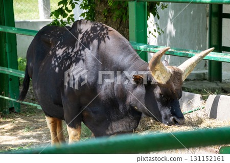 a huge black buffalo with big horns is eating grass 131152161