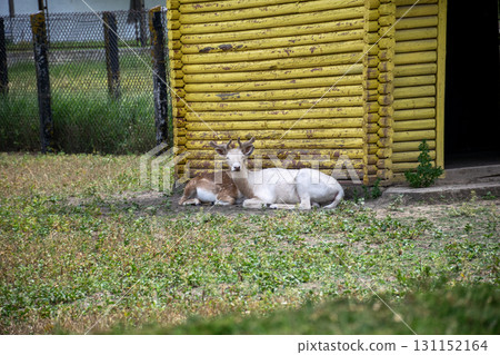 Two antelopes are resting in the shade of a wooden building Two antelopes are resting in the shade of a wooden building 131152164