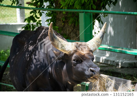 a huge black buffalo with big horns eats grass a huge black buffalo with big horns eats grass 131152165