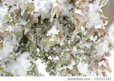 A group of white seagulls on a sandy beach 131152167