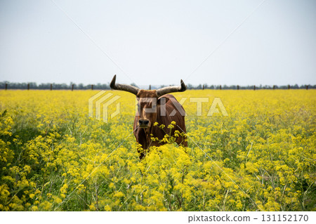 A huge dark brown buffalo with large curved horns is grazing in a field 131152170