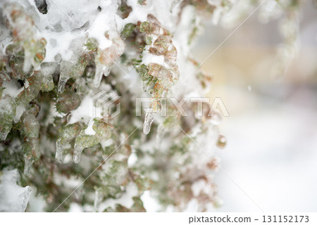 A group of white seagulls on a sandy beach 131152173