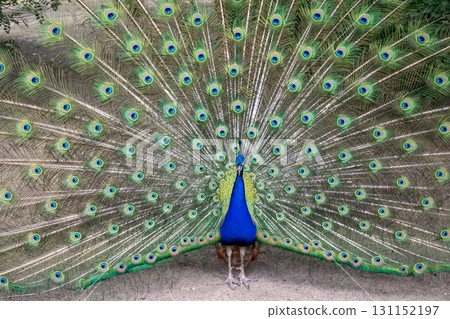 A bright male peacock spreads his beautiful tail like a fan. A bright male peacock spreads his beautiful tail like a fan. 131152197