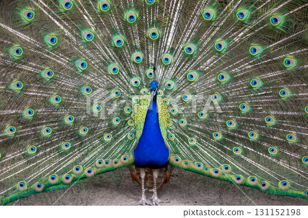 A bright male peacock spreads his beautiful tail like a fan 131152198