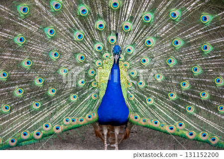 A bright male peacock spreads his beautiful tail like a fan. A bright male peacock spreads his beautiful tail like a fan. 131152200
