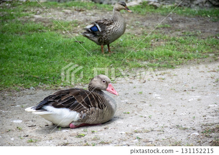two dark gray ducks are walking along the road among the grass. two dark gray ducks are walking along the road among the grass. 131152215