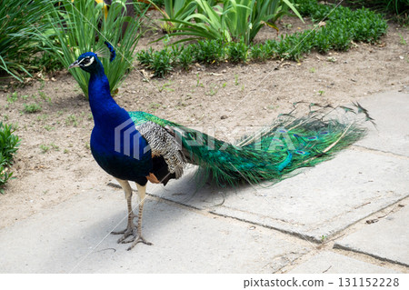 The peacock is standing on the path 131152228