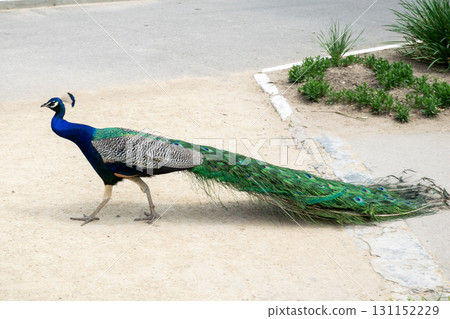 A peacock is crossing the road A peacock is crossing the road 131152229