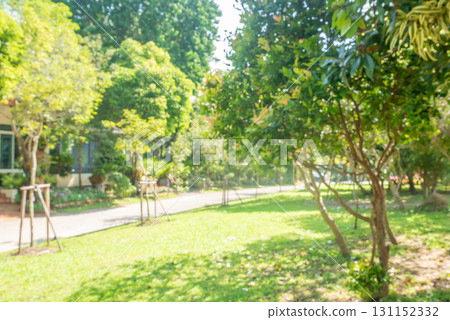 Abstract blur green tree in the park natural background Abstract blur green tree in the park natural background 131152332