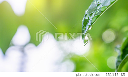 rain water drop on green leaf closeup natural background 131152485