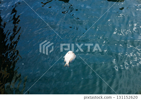 漁港裡漂浮著一條死去的黑鯛 漁港裡漂浮著一條死去的黑鯛 131152620