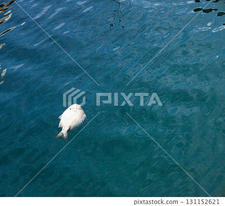 A dead black porgy floating in the fishing port A dead black porgy floating in the fishing port 131152621