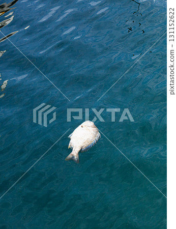漁港裡漂浮著一條死去的黑鯛 漁港裡漂浮著一條死去的黑鯛 131152622