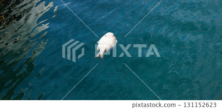 漁港裡漂浮著一條死去的黑鯛 漁港裡漂浮著一條死去的黑鯛 131152623