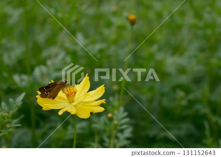 Butterfly perching on yellow cosmos 131152643