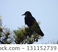 A wild crow perched on a pine branch under a blue sky 131152739