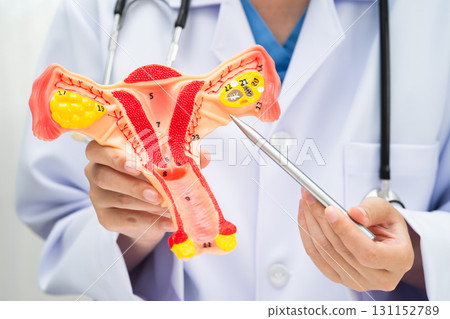Uterus, doctor holding human anatomy model for study diagnosis and treatment in hospital. 131152789