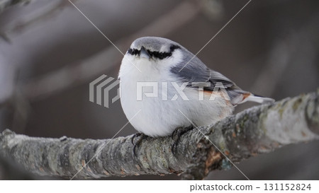 Nuthatch perching on a branch Nuthatch perching on a branch 131152824