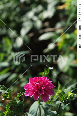 Dahlia Dahlia 131152825